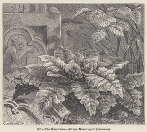 The Mandrake, Atropa Mandragora, Linnaeus (gravyr) av European School