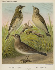 Trädpiplärka, Woodlark, Skylark (färg litho) av European School