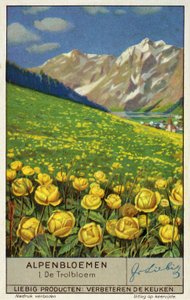 Trollius (jordglobsblomma) (chromolitho) av European School