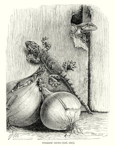 Turkisk gecko (gravyr) av European School