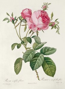 Thory, les Roses, Rosa Centifolia Foliaca (litografi) av Eustache Hyacinthe Langlois