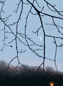 Grenar, gryning, Prospect Park (digital konst) av Evan Sklar