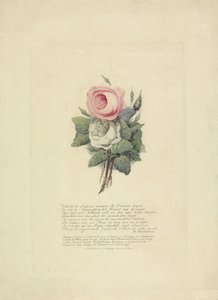 Rosor med kungafamiljens silhuetter, 1816