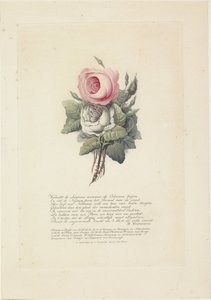 Rosor med siluettporträtt av Willem I Frederik, kung av Nederländerna, Wilhelmina av Preussen, deras barn, hans mor och hans syster