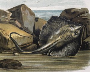 Vanlig stingrocka (Trygon pastinaca).