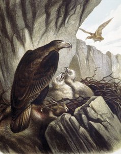 Örnar med sina ungar. Gravyr efter en teckning av F. Padro.