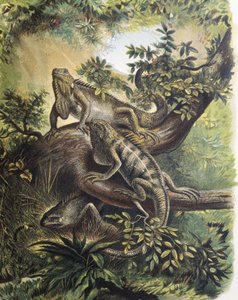 Iguanas. Art av ödla. Gravyr efter en teckning av F. Padro.