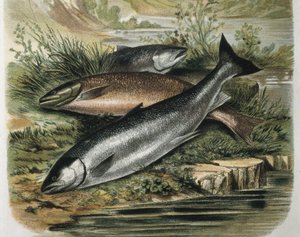 Salmons. Gravyr efter en ritning av F. Padro. Gravyr