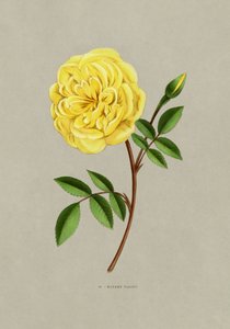 Rose Madame Falcot av F. Grobon
