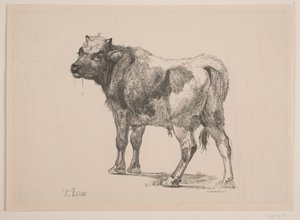 Stående tjurkalv av F. Hendriksen