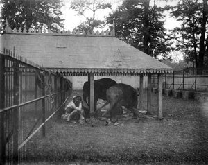 Elefanter, Alipore, Indien, 1905-1906