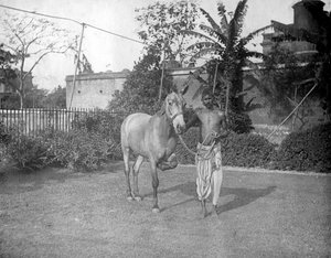 Man med en häst, Alipore, Indien, 1905-1906