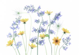Blommor på vild äng av Fangping Zhou