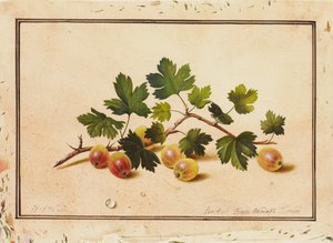 Krusbär, 1818