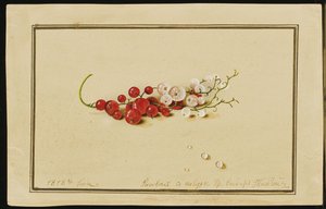 Röda och vita vinbär, 1818