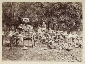 Lastar skördade ananas på vagnar, Burma, Elgin Collection: 