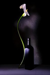 Elegant stilleben med callaliljor av Felice Angelino