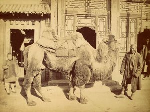 Bactrian Camel with Handler, c.1860 (fotogravyr) av Felice Beato