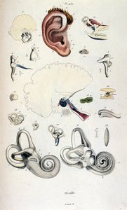 Anatomisk illustration av F. E. Guerin. Från Dictionnaire pittoresque d