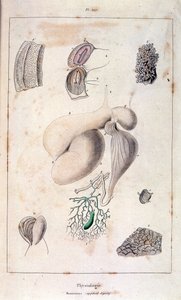 Anatomisk illustration av F. E. Guerin. Från Dictionnaire pittoresque d