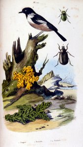 Botanisk och zoologisk illustration av F. E. Guerin. Från Dictionnaire pittoresque d