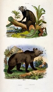 Botanisk och zoologisk illustration av F. E. Guerin. Från Dictionnaire pittoresque d