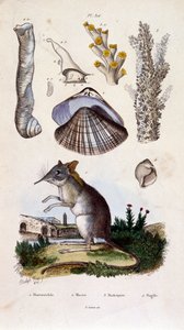 Botanisk och zoologisk illustration av F. E. Guerin. Från Dictionnaire pittoresque d