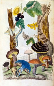 Botanisk och zoologisk illustration av F. E. Guerin. Från Dictionnaire pittoresque d