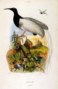 Botanisk och zoologisk illustration av F. E. Guerin. Från Dictionnaire pittoresque d