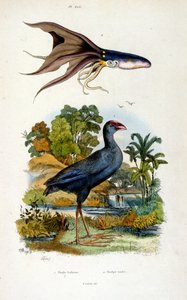 Botanisk och zoologisk illustration av F. E. Guerin. Från Dictionnaire pittoresque d