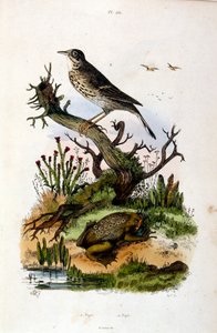 Botanisk och zoologisk illustration av F. E. Guerin. Från Dictionnaire pittoresque d