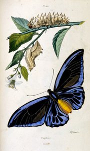 Botanisk och zoologisk illustration av F. E. Guerin. Från Dictionnaire pittoresque d