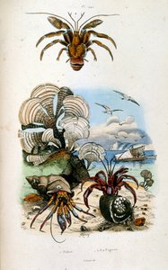 Botanisk och zoologisk illustration av F. E. Guerin. Från Dictionnaire pittoresque d