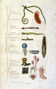 Botanisk och zoologisk illustration av F. E. Guerin. Från Dictionnaire pittoresque d