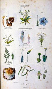 Botanisk och zoologisk illustration av F. E. Guerin. Från Dictionnaire pittoresque d