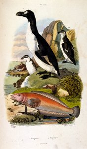 Botanisk och zoologisk illustration av F. E. Guerin. Från Dictionnaire pittoresque d
