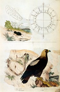 Botanisk och zoologisk illustration av F. E. Guerin. Från Dictionnaire pittoresque d