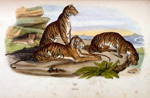 Botanisk och zoologisk illustration av F. E. Guerin. Från Dictionnaire pittoresque d