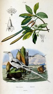 Botanisk och zoologisk illustration av F. E. Guerin. Från Dictionnaire pittoresque d