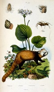 Botanisk och zoologisk illustration av F. E. Guerin. Från Dictionnaire pittoresque d