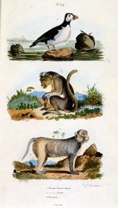 Botanisk och zoologisk illustration av F. E. Guerin. Från Dictionnaire pittoresque d