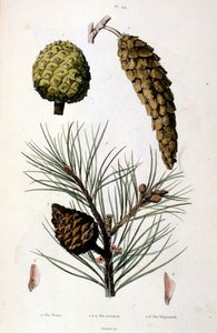 Botanisk och zoologisk illustration av F. E. Guerin. Från Dictionnaire pittoresque d