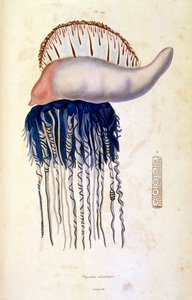 Botanisk och zoologisk illustration av F. E. Guerin. Från Dictionnaire pittoresque d