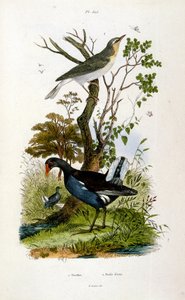 Botanisk och zoologisk illustration av F. E. Guerin. Från Dictionnaire pittoresque d