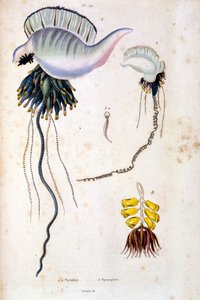 Botanisk och zoologisk illustration av F. E. Guerin. Från Dictionnaire pittoresque d