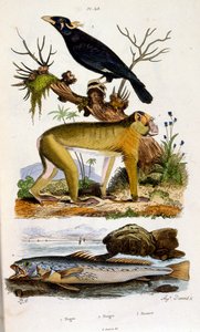 Botanisk och zoologisk illustration av F. E. Guerin. Från Dictionnaire pittoresque d
