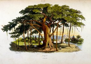 Botanisk och zoologisk illustration av F. E. Guerin. Från Dictionnaire pittoresque d