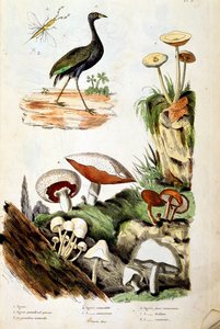 Botanisk och zoologisk illustration av F. E. Guerin. Från Dictionnaire pittoresque d