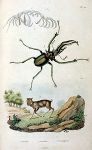 Botanisk och zoologisk illustration av F. E. Guerin. Från Dictionnaire pittoresque d
