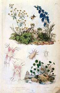 Botanisk och zoologisk illustration av F. E. Guerin. Från Dictionnaire pittoresque d
